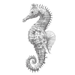 Seahorse sketch hand drawn engraving style Underwater animals Vector illustration. © BigJoy