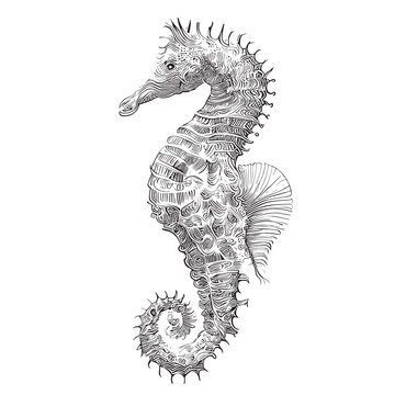 Seahorse sketch hand drawn engraving style Underwater animals Vector illustration.