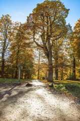 Fototapeta premium Old oak trees in the countryside.