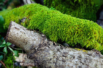 texture of bright green moss and old wooden log. Close up macro photo. Forest moss