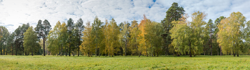 Naklejka premium Different trees on edge of big glade in autumn park