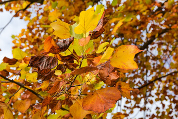 Branch of the tulip tree with autumn leaves in park