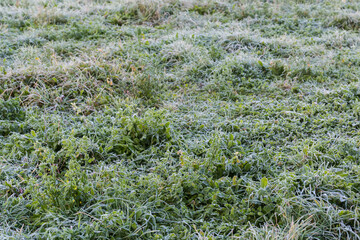 Meadow with different grass covered with hoarfrost in autumn morning