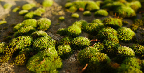 Bryophyte, moss on the forest floor