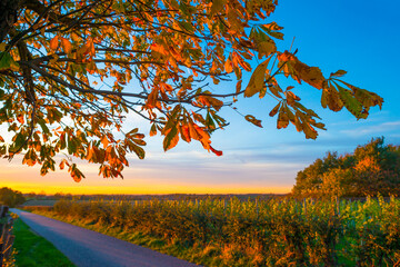Fields and trees in a green hilly grassy landscape under a blue sky at sunrise in autumn, Voeren, Limburg, Belgium, November, 2022