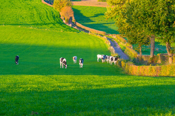 Fototapeta premium Cows in a green hilly meadow under a blue sky in sunlight in autumn, Voeren, Limburg, Belgium, October, 2022