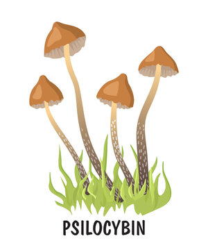 Narcotic psychedelic mushroom psilocybin color vector illustration. Psilocybin hallucinogenic magic mushrooms