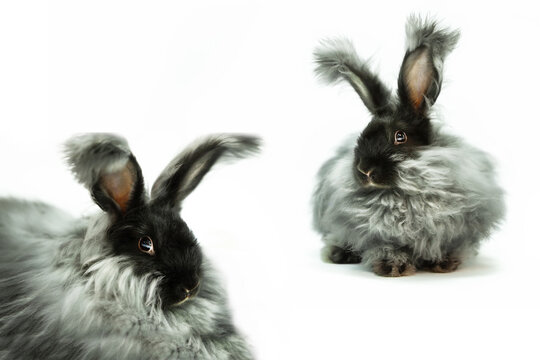 Fluffy rabbit of the angora breed, gray with a black head and fluffy ears.