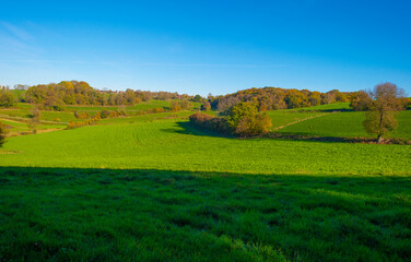 Fields and trees in a green hilly grassy landscape under a blue sky in sunlight in autumn, Voeren, Limburg, Belgium, November, 2022