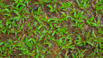 fallen pine-cones on the ground with green grass in the background