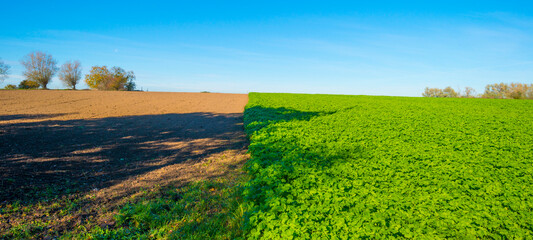 Fields and trees in a green hilly grassy landscape under a blue sky in sunlight in autumn, Voeren, Limburg, Belgium, November, 2022