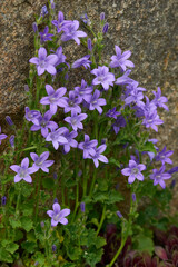 Fototapeta premium Zwerg-Glockenblumen (Campanula cochleariifolia) 