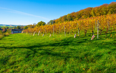 Vines growing in a vineyard on a hill in bright sunlight under a blue sky in autumn, Voeren, Limburg, Belgium, November, 2022