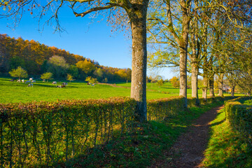 Fields and trees in a green hilly grassy landscape under a blue sky in sunlight in autumn, Voeren, Limburg, Belgium, November, 2022