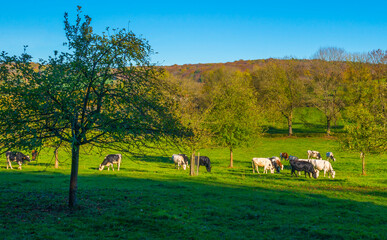 Fototapeta premium Cows in a green hilly meadow under a blue sky in sunlight in autumn, Voeren, Limburg, Belgium, October, 2022