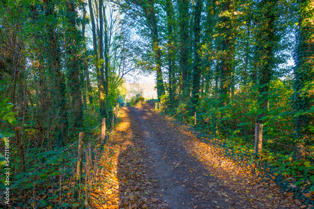 Wall mural Colorful foliage and leaves of trees in a forest in bright sunlight in autumn, Voeren, Limburg, Belgium, November, 2022