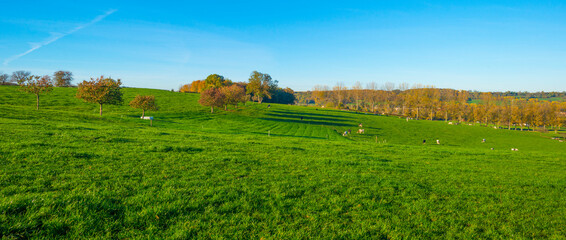 Fototapeta na wymiar Fields and trees in a green hilly grassy landscape under a blue sky in sunlight in autumn, Voeren, Limburg, Belgium, November, 2022