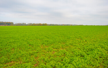 Fields and trees in a green hilly grassy landscape under a blue sky in sunlight in autumn, Voeren, Limburg, Belgium, November, 2022