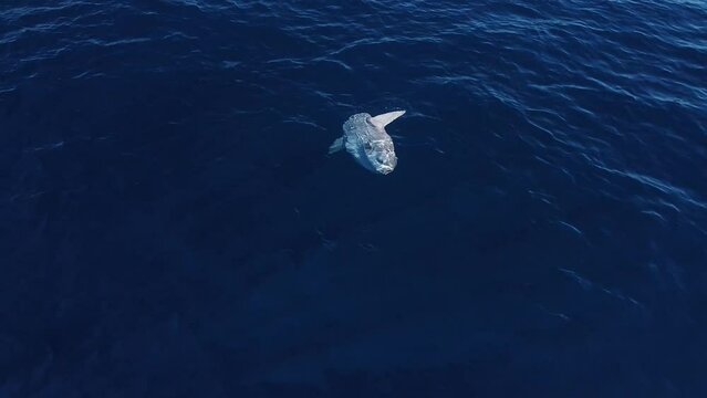 opa, mola mola, ocean sunfish drone view