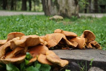 Macro di Funghi gialli velenosi ai piedi di un albero