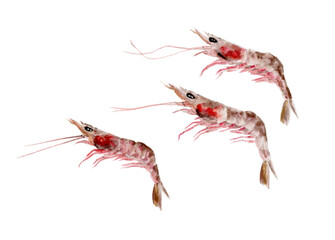 アカエビ 手描き水彩画