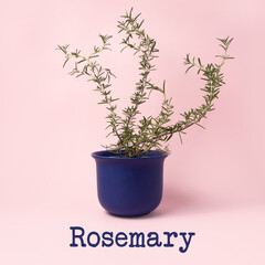 Rosemary in a blue flower pot on pink