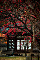 20211204 Changdeokgung Palace, Seoul, Korea