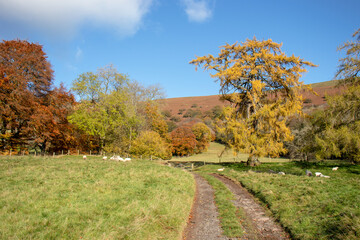 autumn landscape with trees