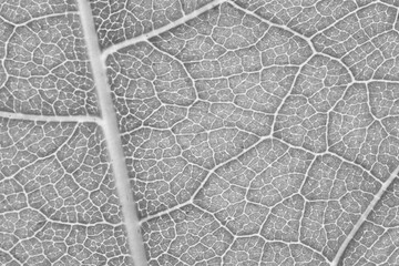 Fototapeta na wymiar Black and white leaf rib texture.