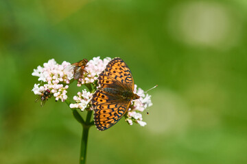 Mädesüß-Perlmuttfalter oder Violetter Silberfalter (Brenthis ino)	