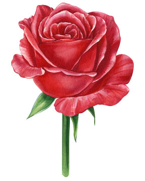 Red Rose. flower on a white background, watercolor
