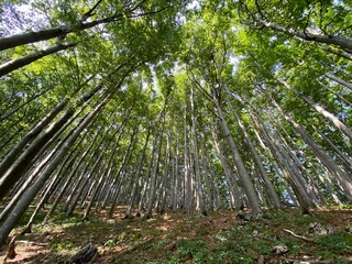 Fototapeta premium Mountain mixed forest in Risnjak National Park, Crni Lug - Croatia (Goranska miješana šuma u nacionalnom parku Risnjak, Crni Lug - Gorski kotar, Hrvatska)