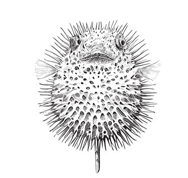 Puffer Fish Sea Urchin Hand Drawn Engraving Style Sketch Underwater World Vector Illustration.