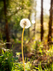 selective focus of dandelion or common dandelion flower (Taraxacum officinale) in autumn time at sunset with blurred background