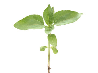 Young sunflower plant isolated on white
