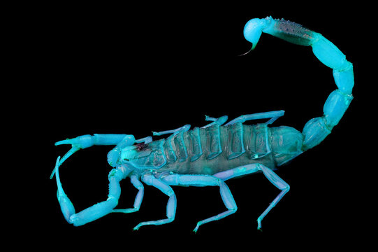 Palestine yellow scorpion or Deathstalker (Leiurus quinquestriatus) glowing under UV light. Isolated on a black background