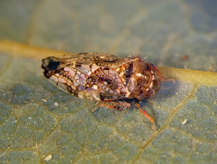 Cicada (adult) on green leaf of avocado tree