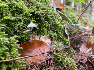 In a forest on the  mountainside, mushrooms grow in different places