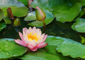 Pink water lily or lotus flower Perry's Orange Sunset with bud in garden pond. Close-up of Nymphaea...