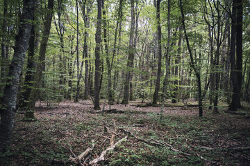 Fototapeta premium coeur de forêt