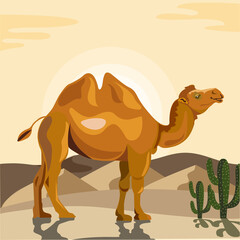 Double humped camel in the desert vector illustration