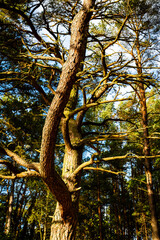 interesting shape of a very large tree in the forest