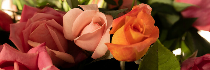 Close up of beautiful blossom rose flower, dark tones background and illuminated petals