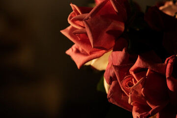 Fototapeta na wymiar Close up of beautiful blossom rose flower, dark tones background and illuminated petals