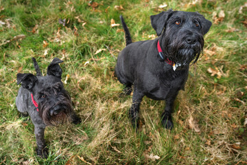 Large Black Schnauzer and a miniature Schnauzer looking upwards towards the camera with red collars