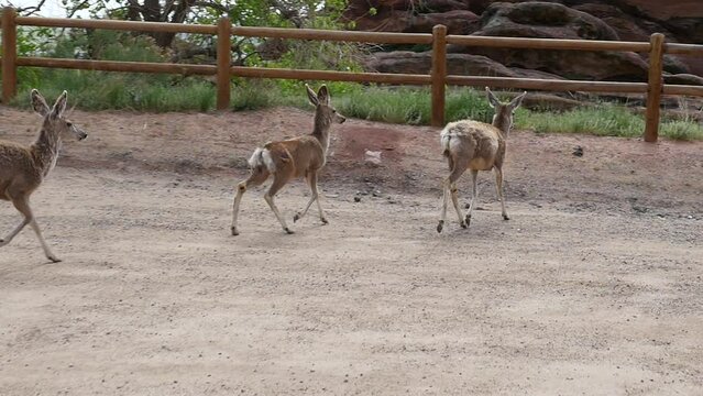 Slow motion of deer in Red Rocks amphitheater parking lot in Colorado