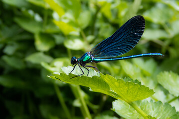 iridescent blue dragonfly resting on a leaf