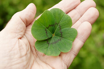 Four leaf clover.