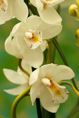 Fototapeta na wymiar Orchid. Cymbidium.