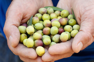 Harvesting olives. Lleida, Catalonia, Spain.